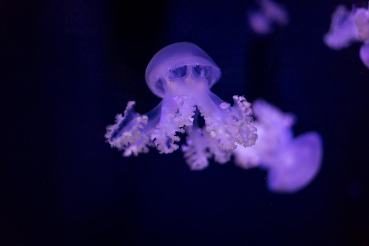 惠若琪的祝福，巴黎奥运，梦想照亮未来-惠若琪祝福巴黎奥运